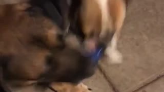 Brown dogs fighting for blue toy