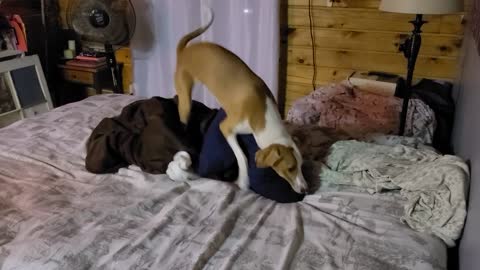 Dog fluffs pillow before bed