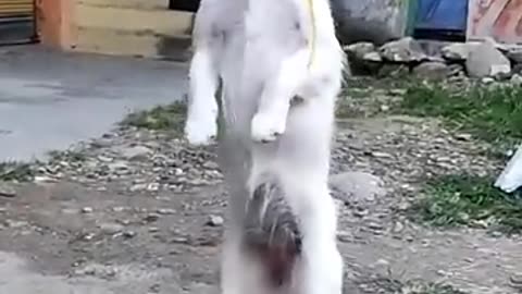 Dog dancing #viralshorts video