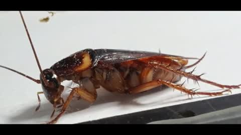 Amazing Wild Creatures - Giant Camel Spider - Scorpion & Cockroach