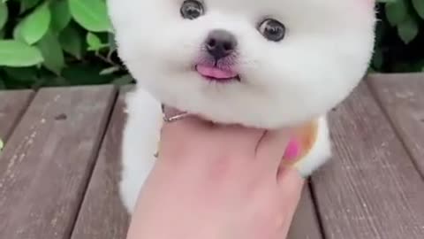 Top Funny Cute Dog Videos and TIKTOK Compilation