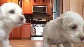 Two white puppies investigate camera