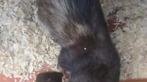 Ferret Brings Baby to Show Human