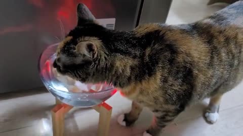 When the cat drinks water