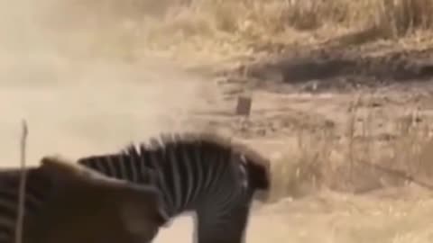 Precious footage of a lion killing a zebra