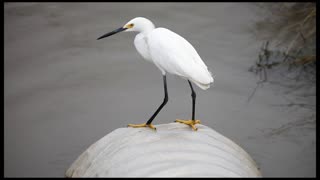 Snowy Egret finds a honey hole.