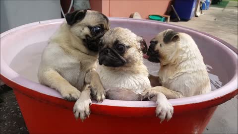 Bath Time for Pugs