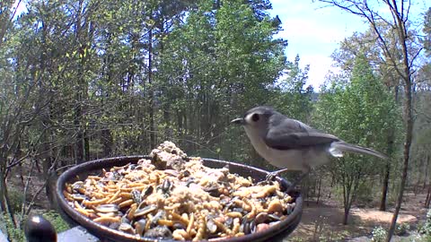 Titmouse eating lunch