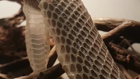 Serpiente mascota cambia de piel en cámara