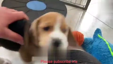 Cute dog video