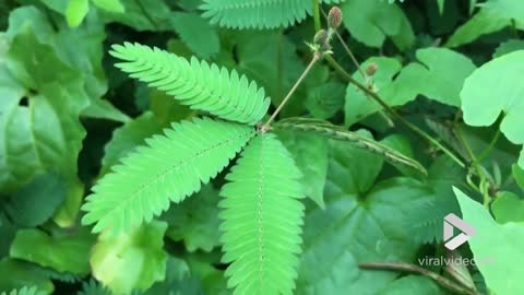 Moving Plant Mimosa Pudica Responds To Touch Stimuli