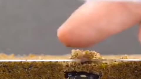 Germination timelapse, nature is amaizing