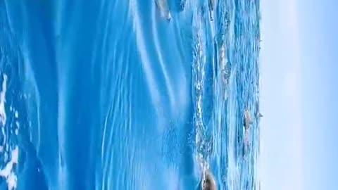 Group of dolphins swimming in water