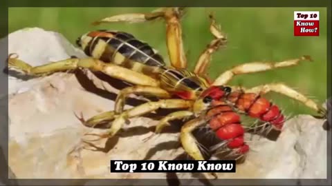 World Most Dangerous Spiders , Brown Recluse (Top 10 Know How )