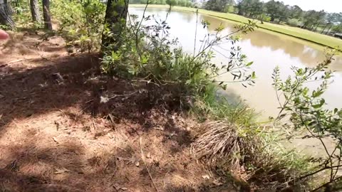 Have you ever seen this many GIANT BASS in a pond?