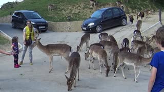 Hand feeding deer in beautiful Slovenia