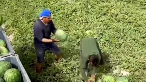 Have You Ever Seen Such Watermelon Picking?