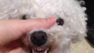 Fluffy white dog growling while owner moves jaw to make funny sound