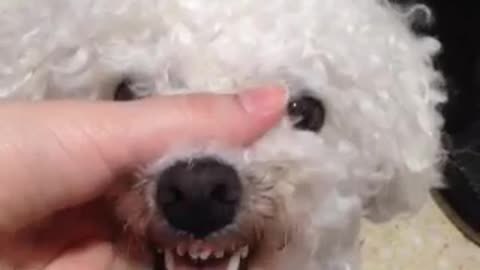 Fluffy white dog growling while owner moves jaw to make funny sound