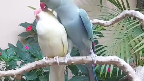 Beautiful Bird Kiss to His Lovely Partner