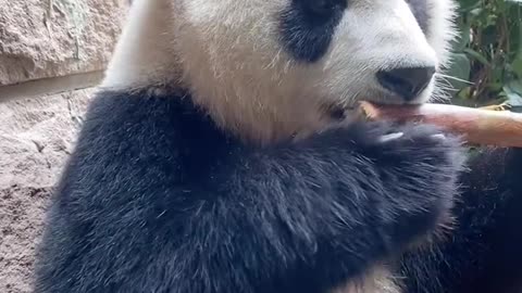 Giant panda eats bamboo shoots