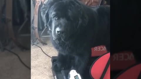 adorable giant dog loves his treadmill