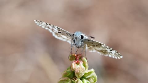 White Checkered Skipper Butterfly Insect Flower
