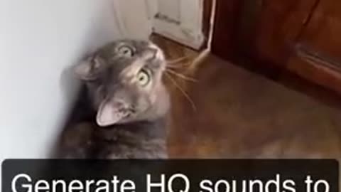 Sound that attract cats - Meow to make cats come to you
