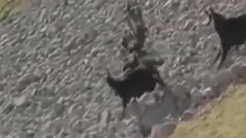 eagle attacks - eagle attacks goat -brutal