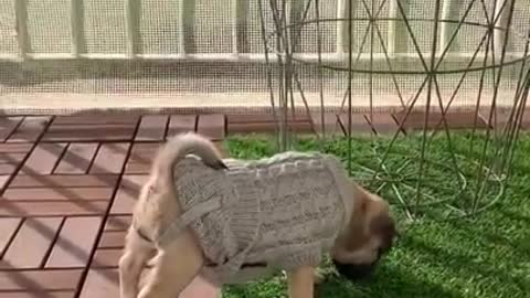 Ultimate baby dogs cute and funny dog videos