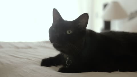 Black cat sitting on a white bed