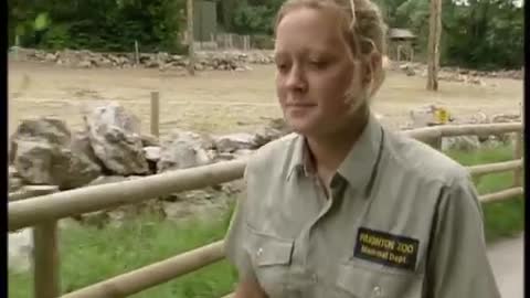 A New Recruit at the Zoo | The Zoo Keepers | BBC Earth