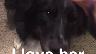 Black dog getting pet by owner