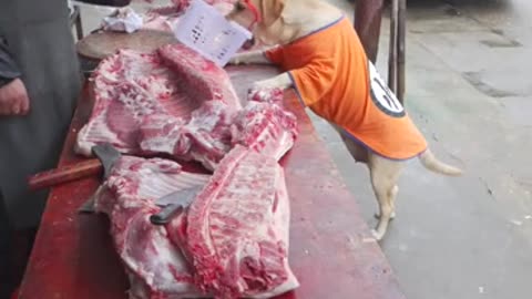 Dog buy meat home for the new year