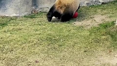 zookeeper#baby#panda#Pets