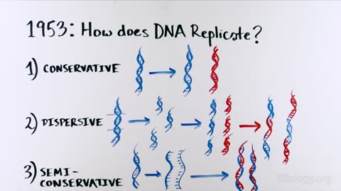 THE MOST BEAUTIFUL EXPERIMENT IN BIOLOGY Meselson & Stahl, The Semi-Conservative Replication of DNA