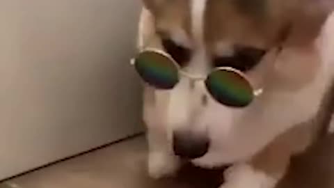 Funny Dogs Reaction
