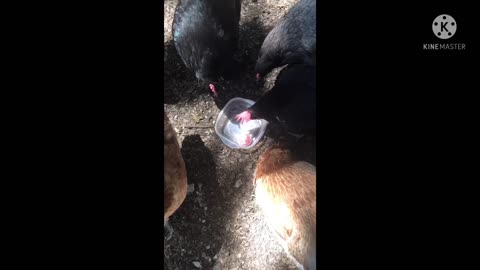 Feeding the chickens ice treats (Read Description)