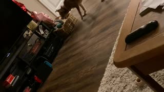 Dog scared of balloon above toys