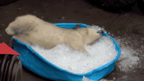 BABY POLAR BEAR PLAYS WITH ICE CUBES