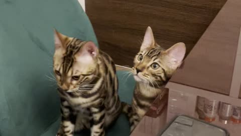 My two Bengal cats 😸