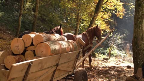Firewood on a Cart with two Horses in the Forest, Sunny Morning