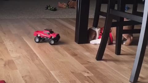 Cachorro se topa con un peleador auto a control remoto