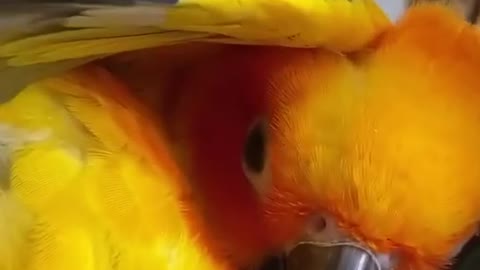 Playful parrot funny