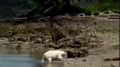 That is one unlucky not a polar bear