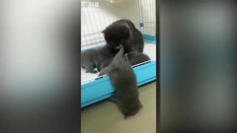 Tiktok cute Cats funny vídeos