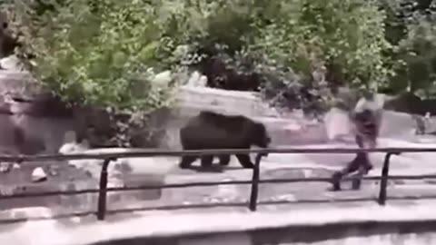 Drunk Man Fights Bear At The Zoo #shorts #shortsvideo #video #viral