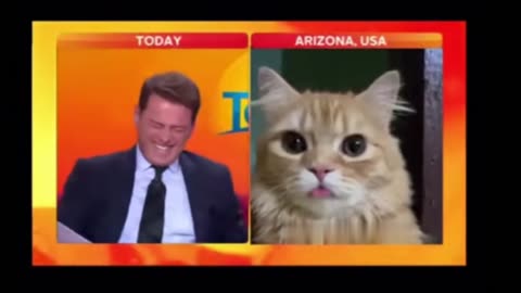 😺📺 Cat Chronicles | "Who's Cat Attended Live Interview Today" - Feline Broadcast Delight | FunFM