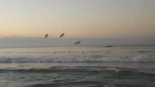 I Love How Pelicans Fly
