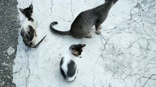 Feral Cat Found With 2 Kitten